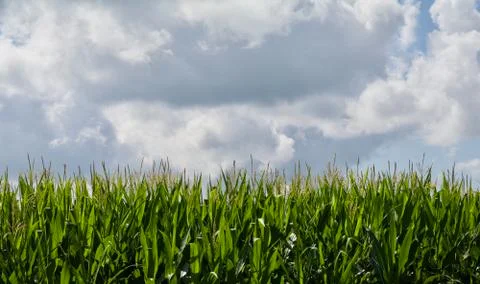 Growing Corn Background Two Thirds Sky Stock Photos