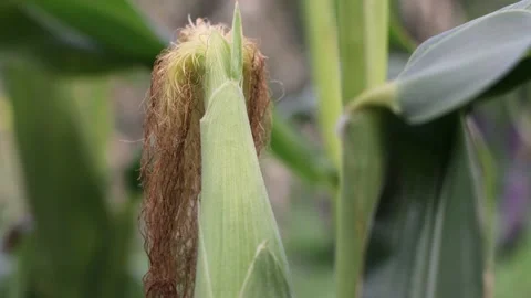 Growing corn. Close-up. Stock Footage 220118820