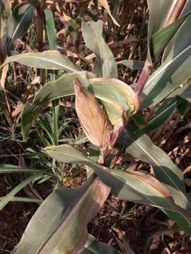 Growing corn closeup Stock Photos
