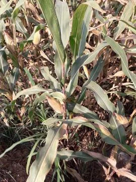 Growing corn closeup Stock Photos