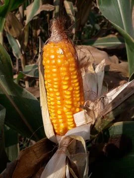 Growing corn closeup Stock Photos