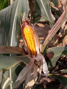 Growing corn closeup Stock Photos