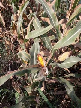 Growing corn closeup Foto stock