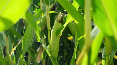 Growing Corn Cob Close Up Stock Footage 204996669