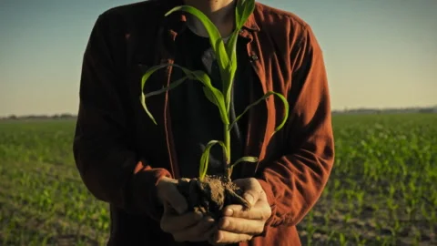 Growing a corn crop - a young farmer stands in an open field in the evening Stock Footage 345527930
