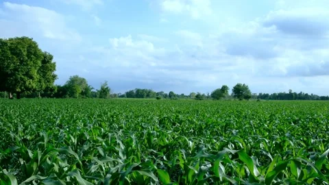 A growing corn field in the countryside Stock Footage 135254973