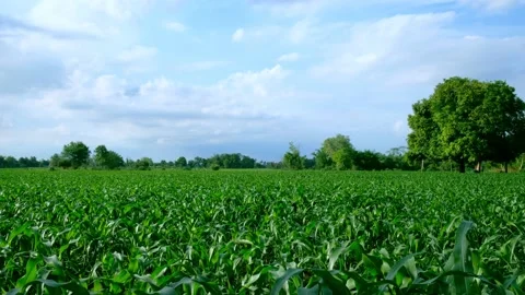 A growing corn field in the countryside Stock Footage 135254977