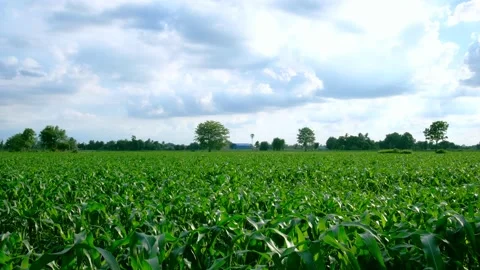 A growing corn field in the countryside Stock Footage 135255281