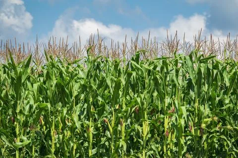 Growing corn field. Stock Photos