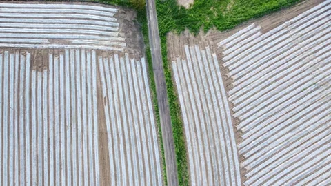 Growing corn field, shot from a drone 4 動画素材 155251758