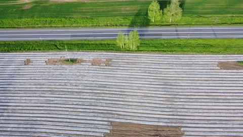 Growing corn field, shot from a drone 3 動画素材 155251885