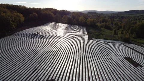 Growing corn field, shot from a drone 1 動画素材 155251924