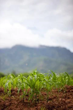 Growing corn fields in Thailand Stock Photos
