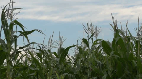 Growing corn 스톡 동영상 25341660