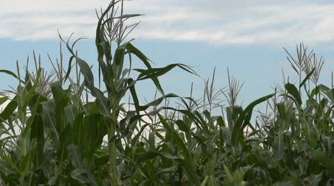 Growing corn 스톡 동영상 25341780