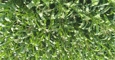 Growing corn frame with drone. Corn grows on the field view from the drone Video stock 162130458