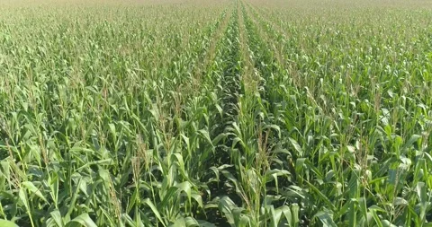 Growing corn frame with drone. Corn grow... | Stock Video | Pond5