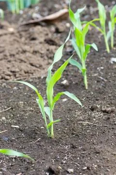 Growing corn Stock Photos