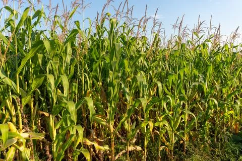 Growing Corn Plants in a Large Field on a Sunny Day With Clear Skies and Gr.. Stock Photos