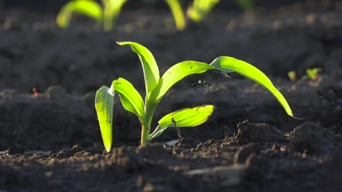 Growing corn plants in a sunlit field during early morning hours with rich, dark Stock Footage 320436672