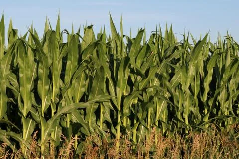 Growing Corn Points at Sky Foto stock