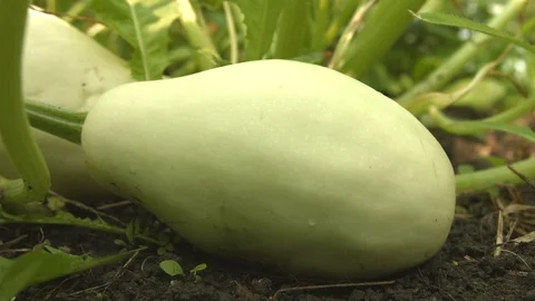 Growing courgettes. 2 Shots. Close-up. 動画素材 70965249
