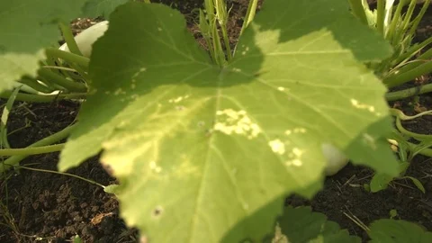 Growing courgettes. Close-up. Stock-Footage 70965339