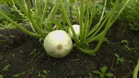 Growing courgettes. Close-up. Stock Footage 70965422