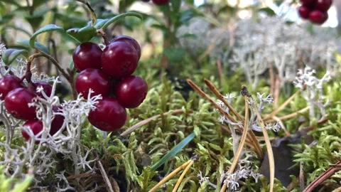 Growing cowberry in forest Stock Footage 142885449