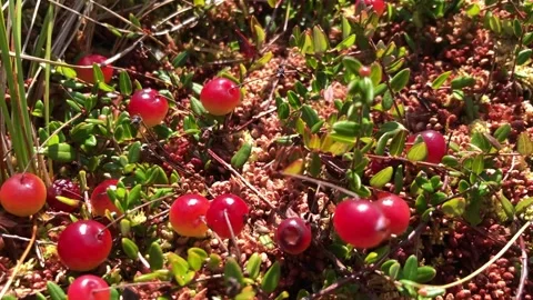 Growing cranberry on bog Stock Footage 142885832