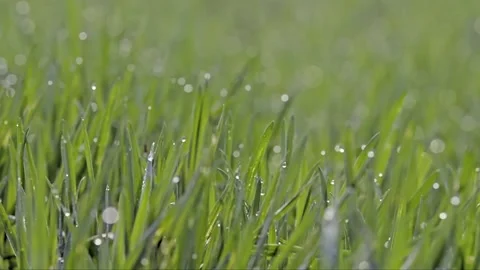 Growing crop seedlings Stock Footage 235111045