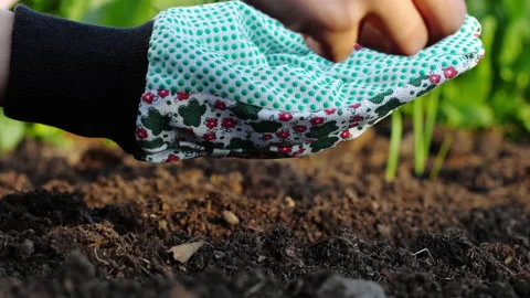 Growing crops in the garden Stock Footage 136759960