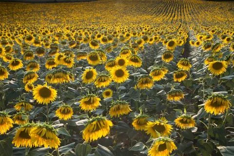 Growing crops Stock Photos