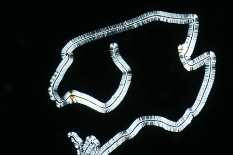 Growing crystal microscope nomarski interference contrast polarizer. Timelapse. Stock Footage 109222468