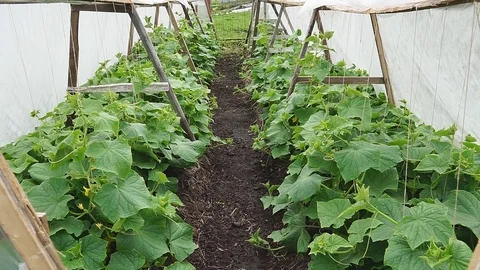Growing of cucumber in greenhouse Stock Footage 83794219