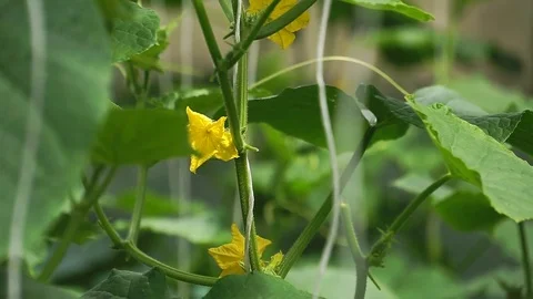 Growing of cucumber in greenhouse 스톡 동영상 83794336