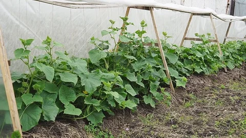 Growing of cucumber in greenhouse Stock Footage 83794596