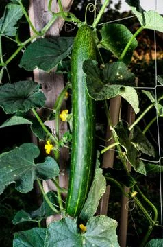 Growing cucumber Stock Photos