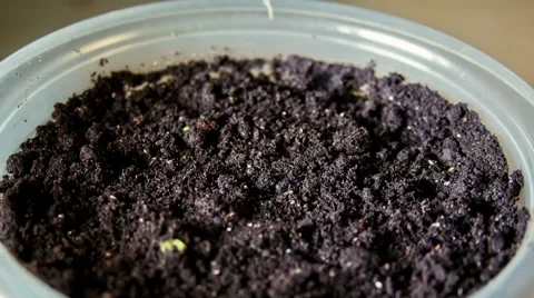 Growing Of Cucumber seedligs Видео 63570788