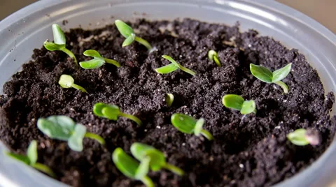 Growing Of Cucumber seedligs 库存影片 68751719