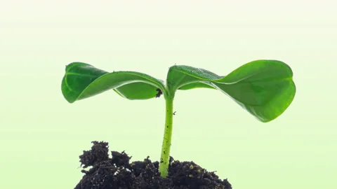 Growing cucumber sprout on green background time lapse. Eco farm. Stock Footage 169787641