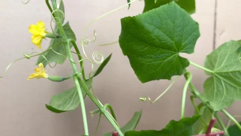 Growing cucumbers on an apartment balcony in containers at home 스톡 동영상 338282976