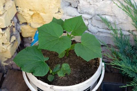 Growing cucumbers in containers. Stock-Fotos