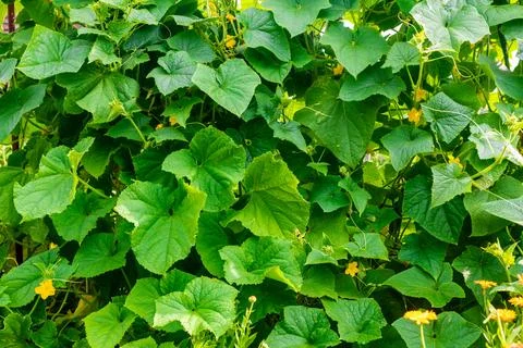 Growing cucumbers in the garden. Stock Photos
