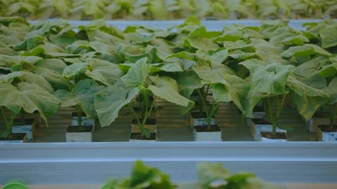 Growing cucumbers in a greenhouse complex Stock Footage 194529615
