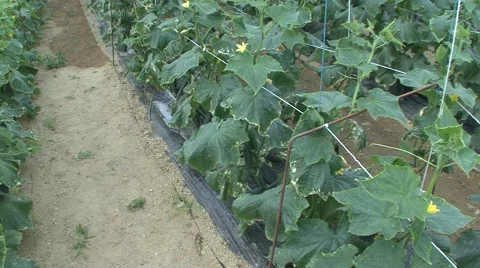 Growing cucumbers in the greenhouse Stock Footage 41132152