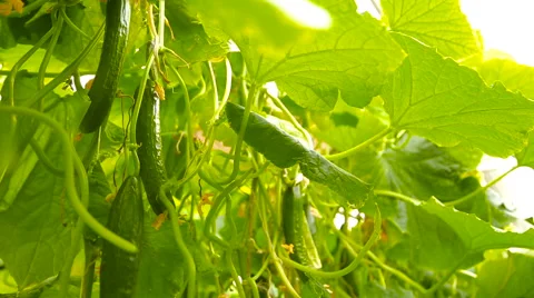 Growing cucumbers in the greenhouse Stock Footage 62637396