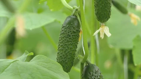 Growing cucumbers in a greenhouse. Stock-Footage 231743040