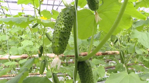 Growing cucumbers in a greenhouse. Vídeos de archivo 231743061