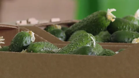 Growing cucumbers in a greenhouse Stock Footage 232255579
